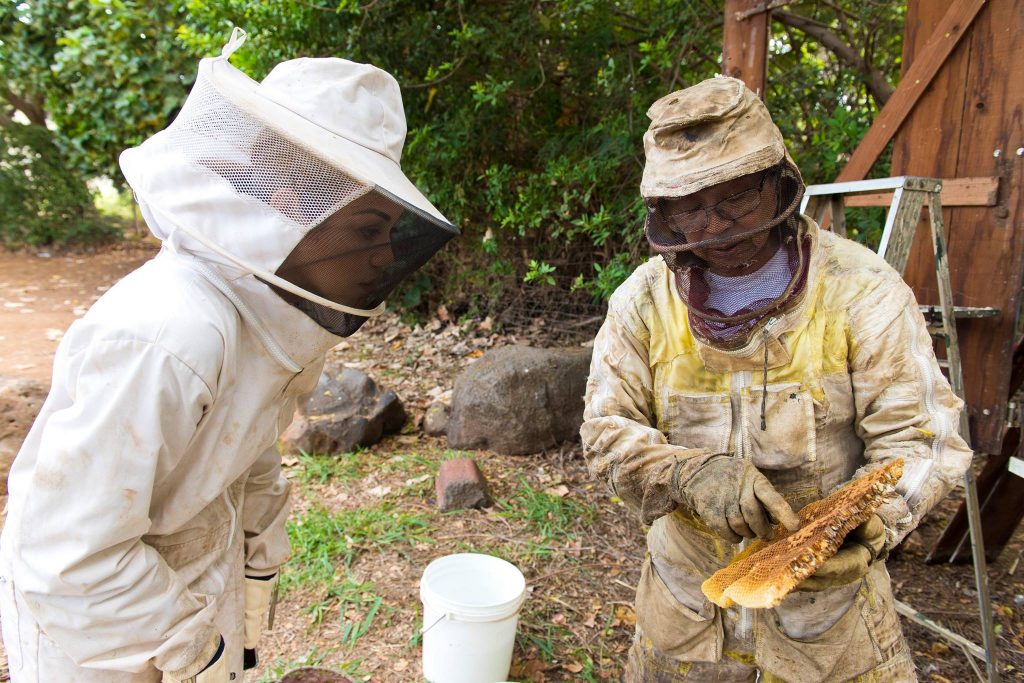 Beehive removal on a Civil Defense siren at Haycraft Beach Park in Māʻalaea. (6.2.2016) (Photo: Ryan Piros)