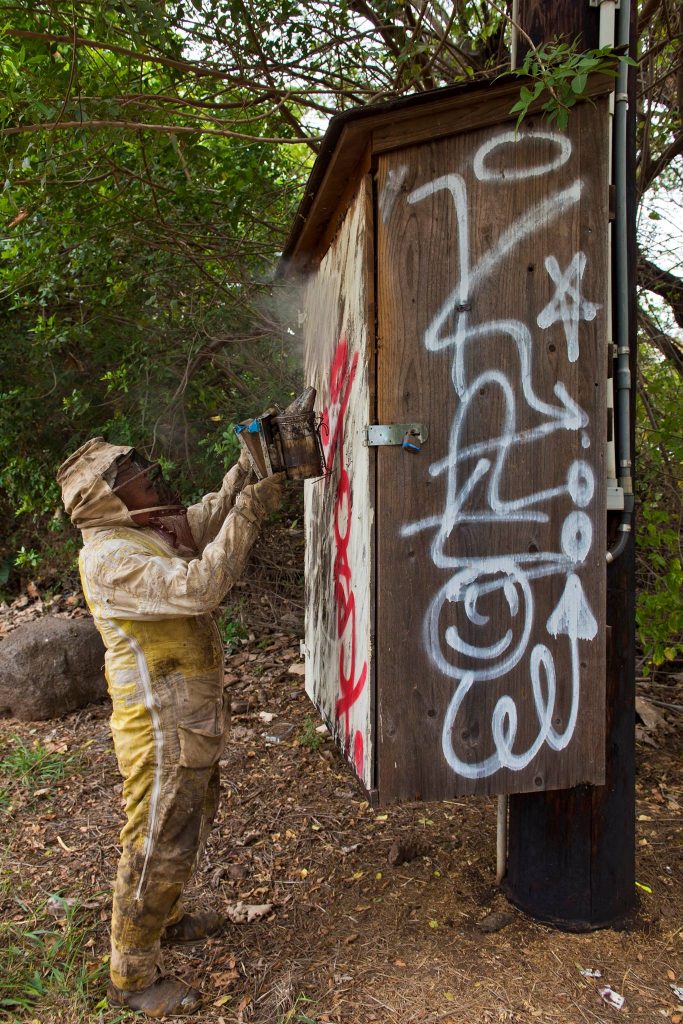 Beehive removal on a Civil Defense siren at Haycraft Beach Park in Māʻalaea. (6.2.2016) (Photo: Ryan Piros)