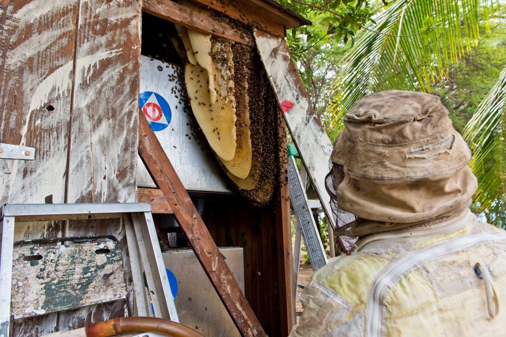 Beehive removal on a Civil Defense siren at Haycraft Beach Park in Māʻalaea. (6.2.2016) (Photo: Ryan Piros)
