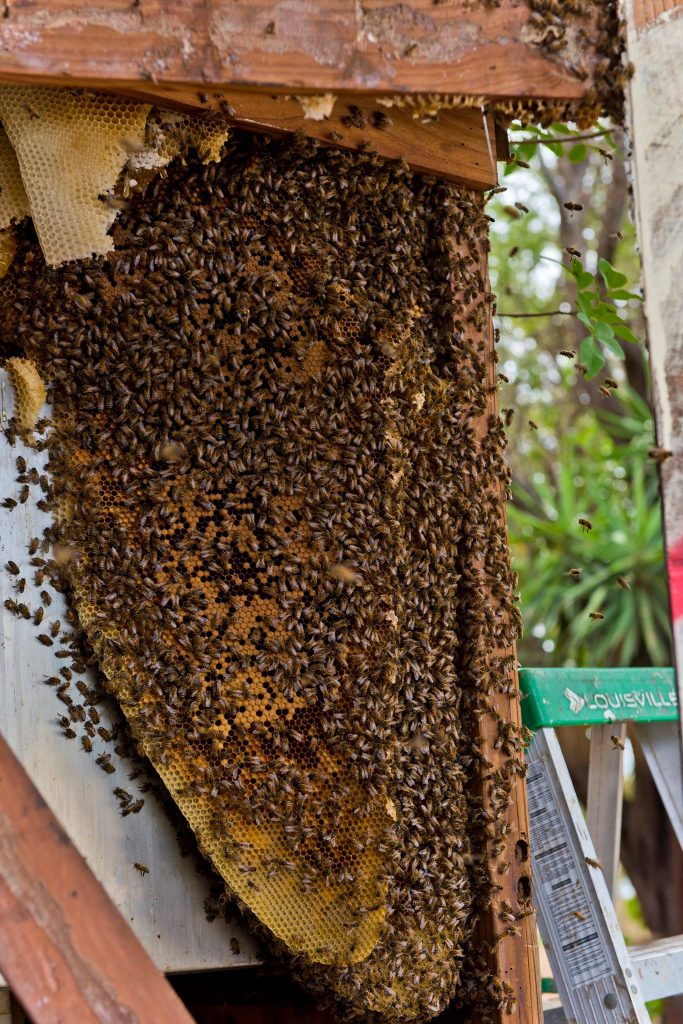 Beehive removal on a Civil Defense siren at Haycraft Beach Park in Māʻalaea. (6.2.2016) (Photo: Ryan Piros)