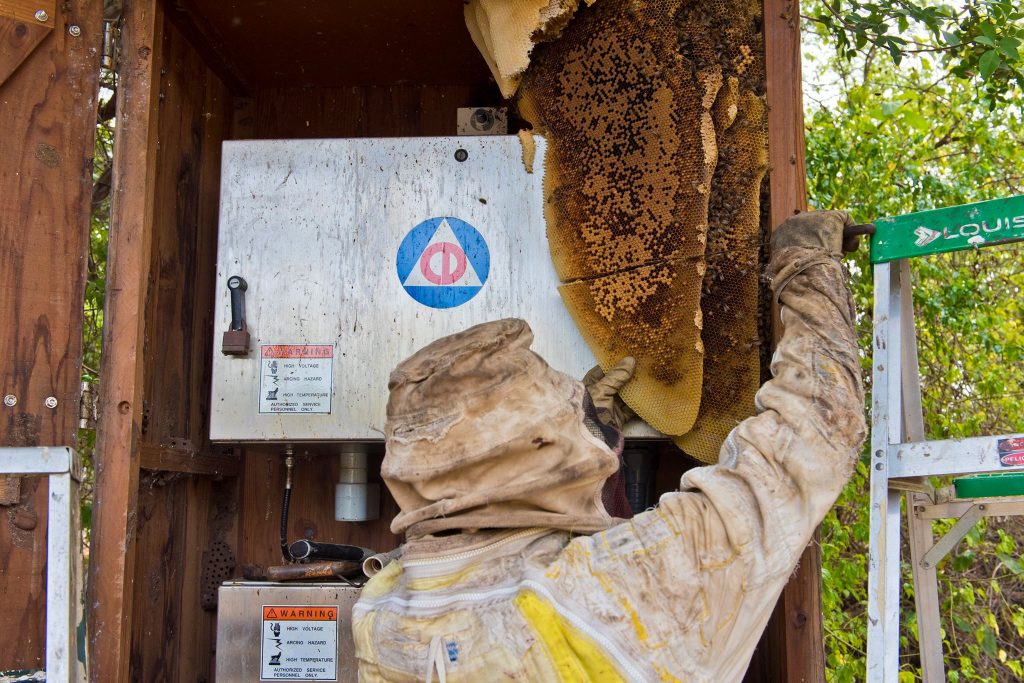 Beehive removal on a Civil Defense siren at Haycraft Beach Park in Māʻalaea. (6.2.2016) (Photo: Ryan Piros)