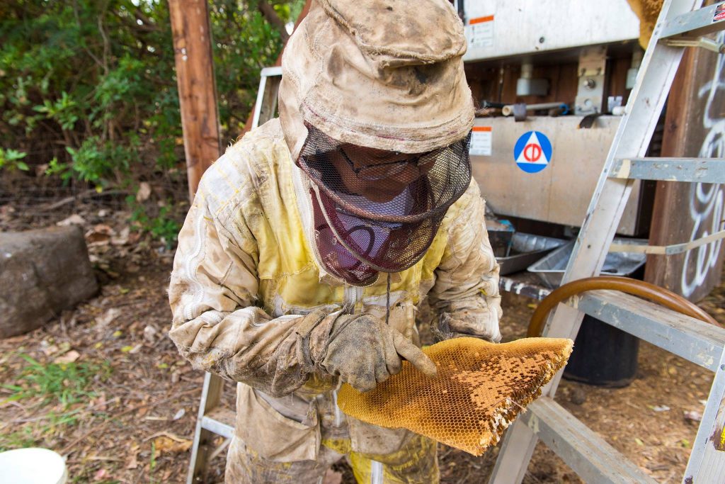 Beehive removal on a Civil Defense siren at Haycraft Beach Park in Māʻalaea. (6.2.2016) (Photo: Ryan Piros)