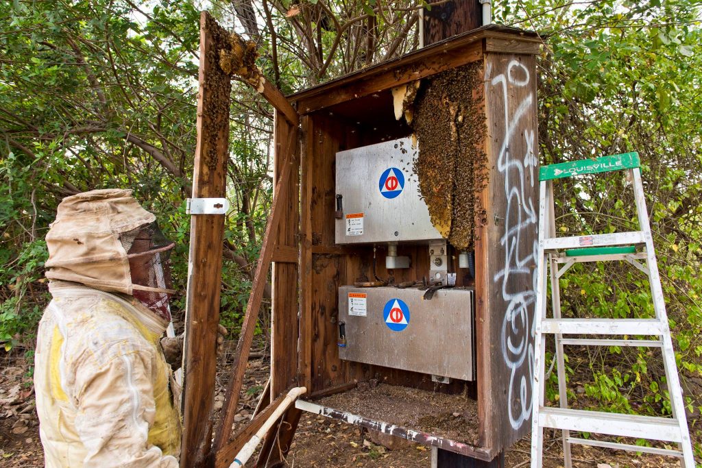 Beehive removal on a Civil Defense siren at Haycraft Beach Park in Māʻalaea. (6.2.2016) (Photo: Ryan Piros)