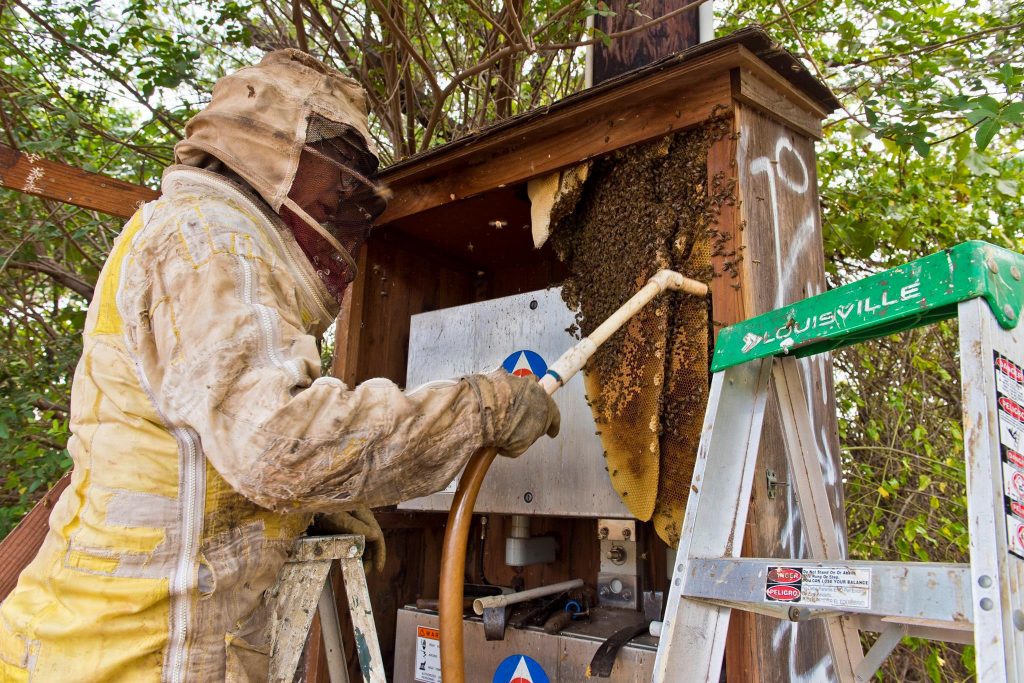 Beehive removal on a Civil Defense siren at Haycraft Beach Park in Māʻalaea. (6.2.2016) (Photo: Ryan Piros)