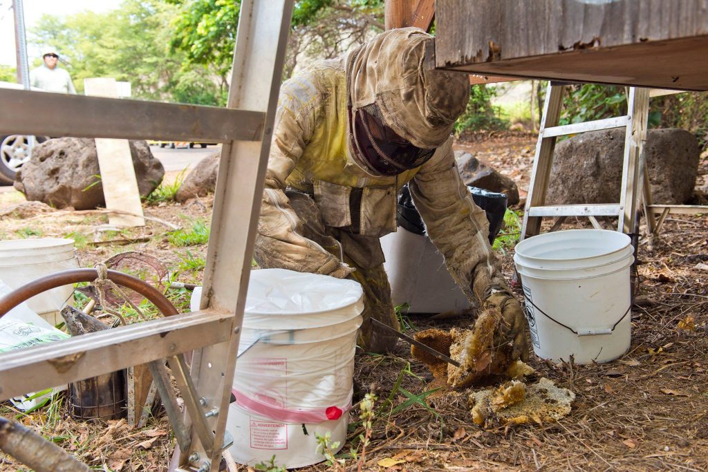 Beehive removal on a Civil Defense siren at Haycraft Beach Park in Māʻalaea. (6.2.2016) (Photo: Ryan Piros)
