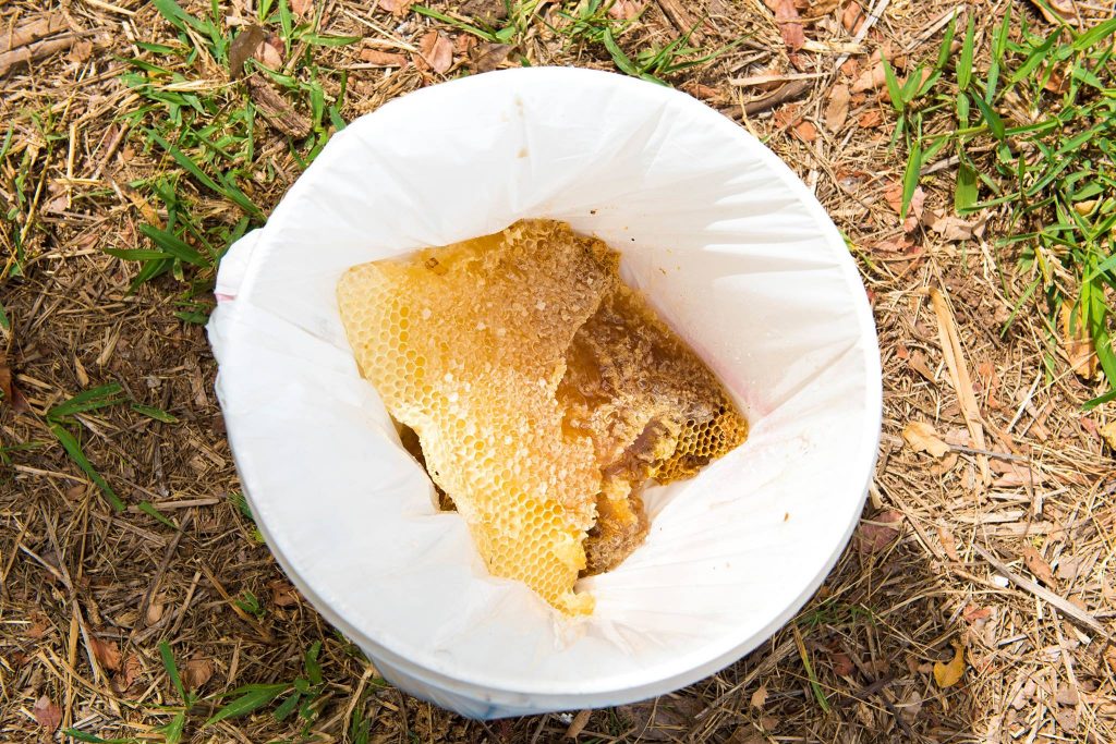 Beehive removal on a Civil Defense siren at Haycraft Beach Park in Māʻalaea. (6.2.2016) (Photo: Ryan Piros)