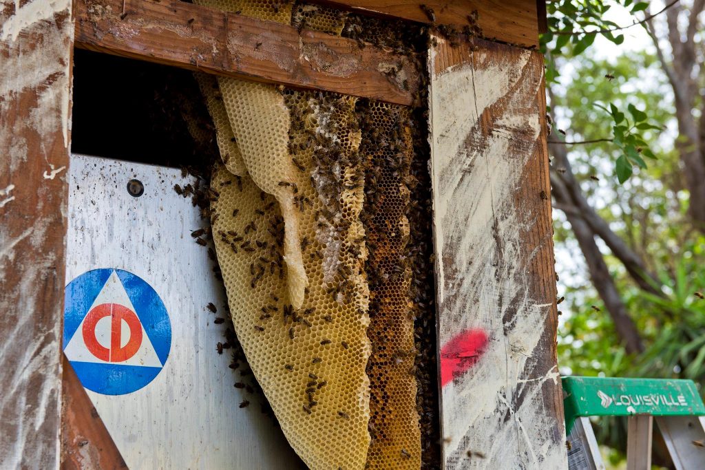 Beehive removal on a Civil Defense siren at Haycraft Beach Park in Māʻalaea. (6.2.2016) (Photo: Ryan Piros)