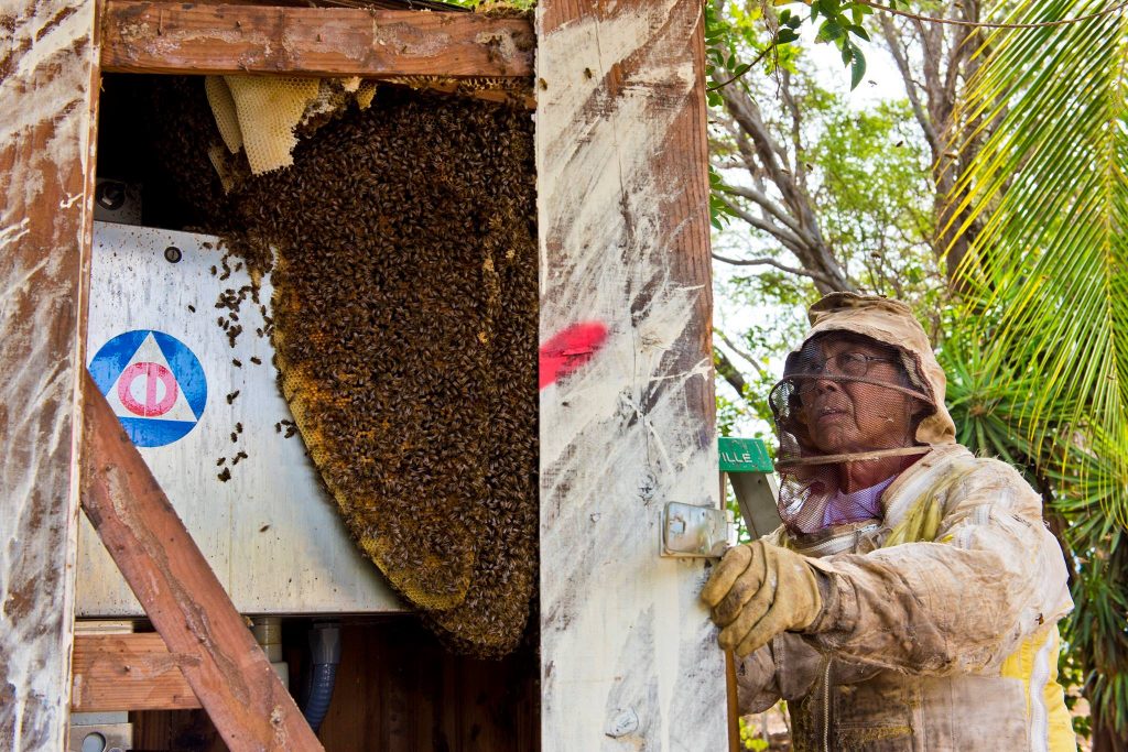 Beehive removal on a Civil Defense siren at Haycraft Beach Park in Māʻalaea. (6.2.2016) (Photo: Ryan Piros)