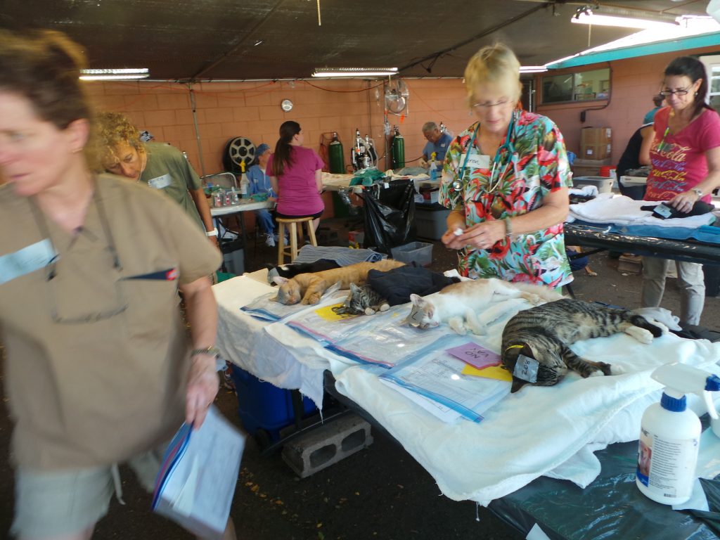 Photo courtesy: Maui Humane Society.