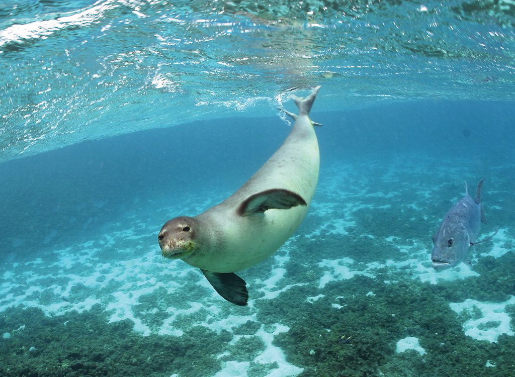The Hawaiian monk seal is one of the most critically endangered marine mammals in the United States. Photo at PapahānaumokuākeaCredit: James Watt