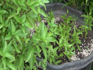 Thai basil in the garden outside Maui Thai Bistro's kitchen. Photo by Kiaora Bohlool.