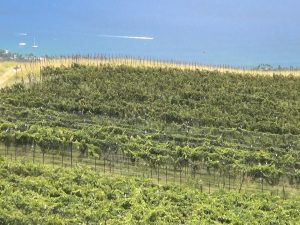 16 acres under vine in 'Ulupalakua. Photo by Kiaora Bohlool.