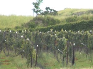 Grapes grow at the vineyard in 'Ulupalakua. Photo by Kiaora Bohlool.