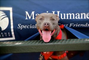 Maui Humane Society. Courtesy photo.