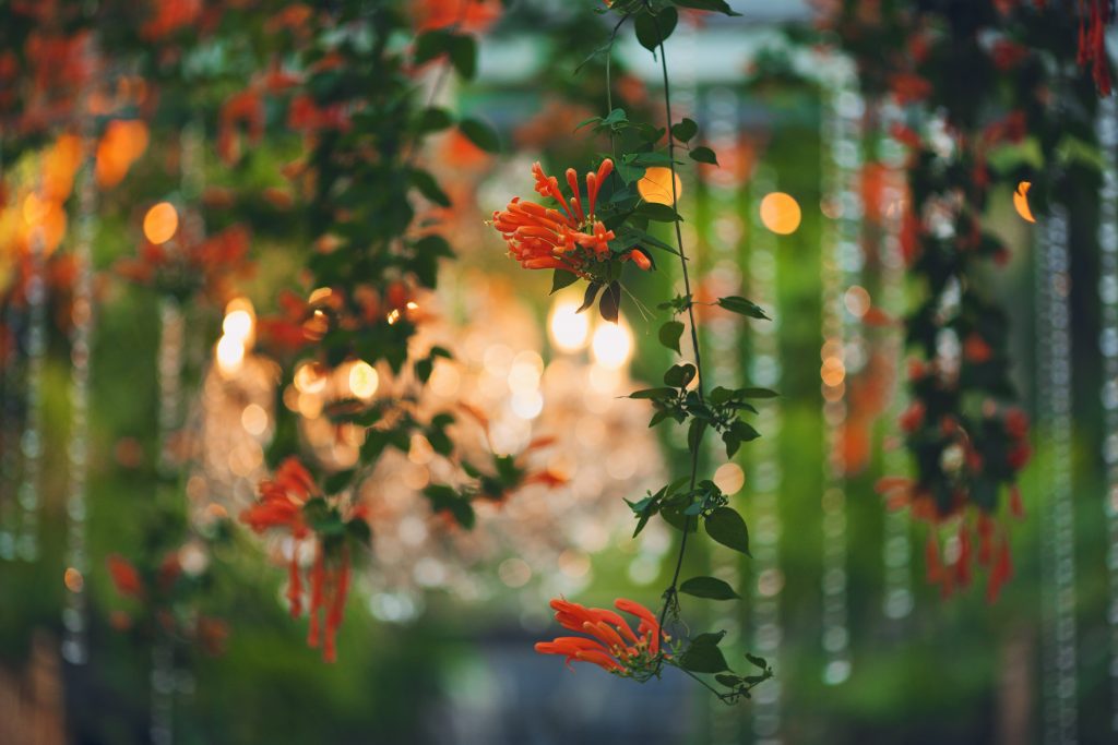 Trumpet Vines 2
