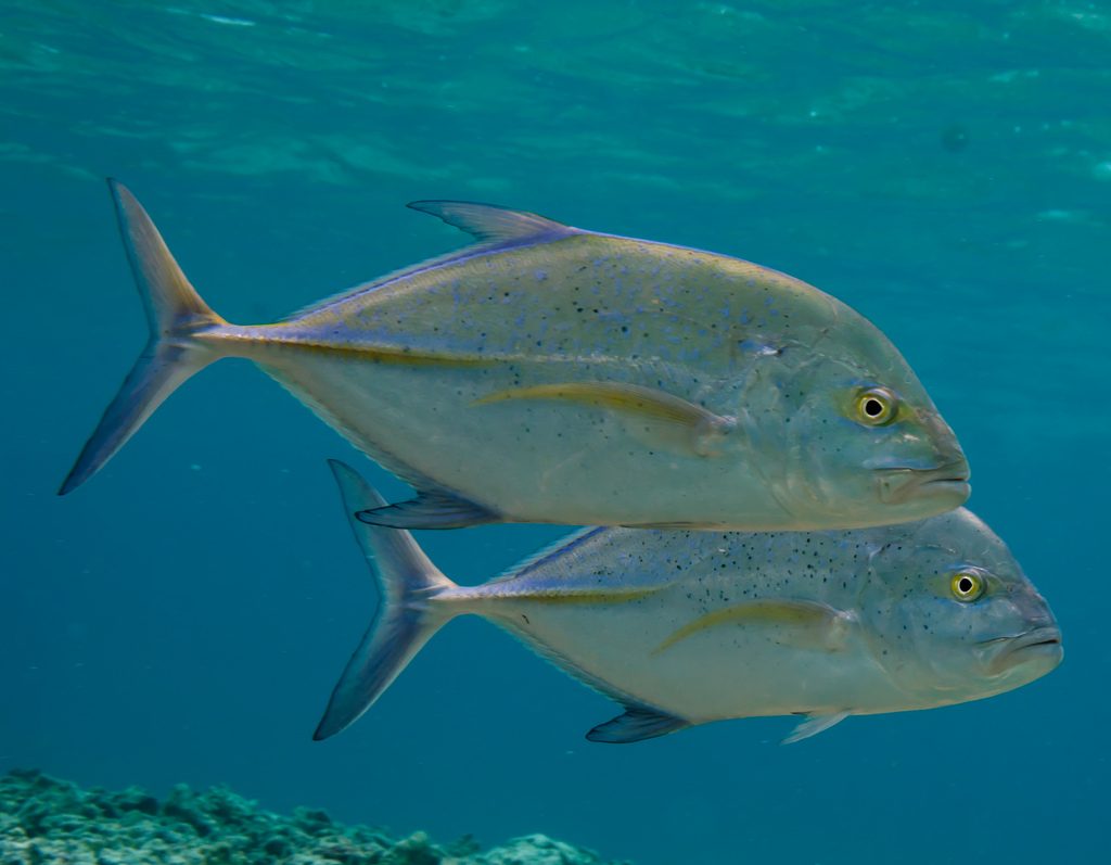 Bluefin Trevally Photographer credit: U.S. Fish and Wildlife Service