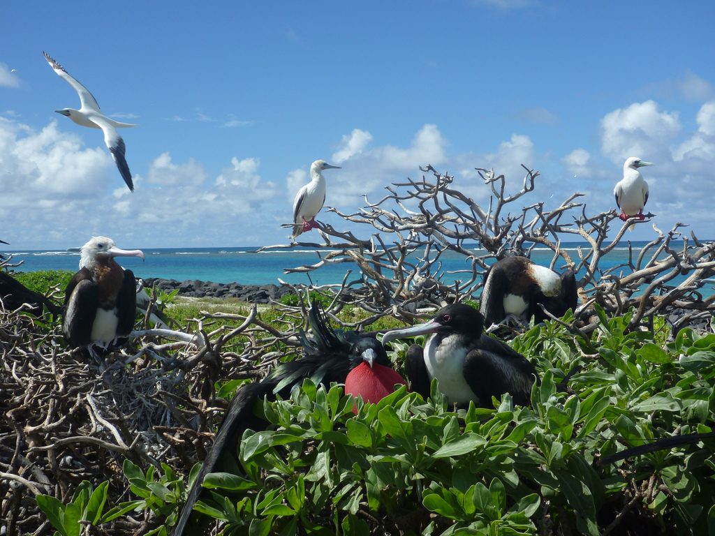 Caption : Gr eat frigatebirds and red-footed boobies Photographer credit: U.S. Fish and Wildlife Service