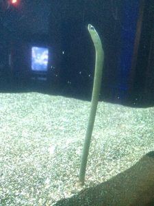 Sand eel at Maui Ocean Center during Night at the Aquarium in Mā‘alaea. Photo by Kiaora Bohlool.
