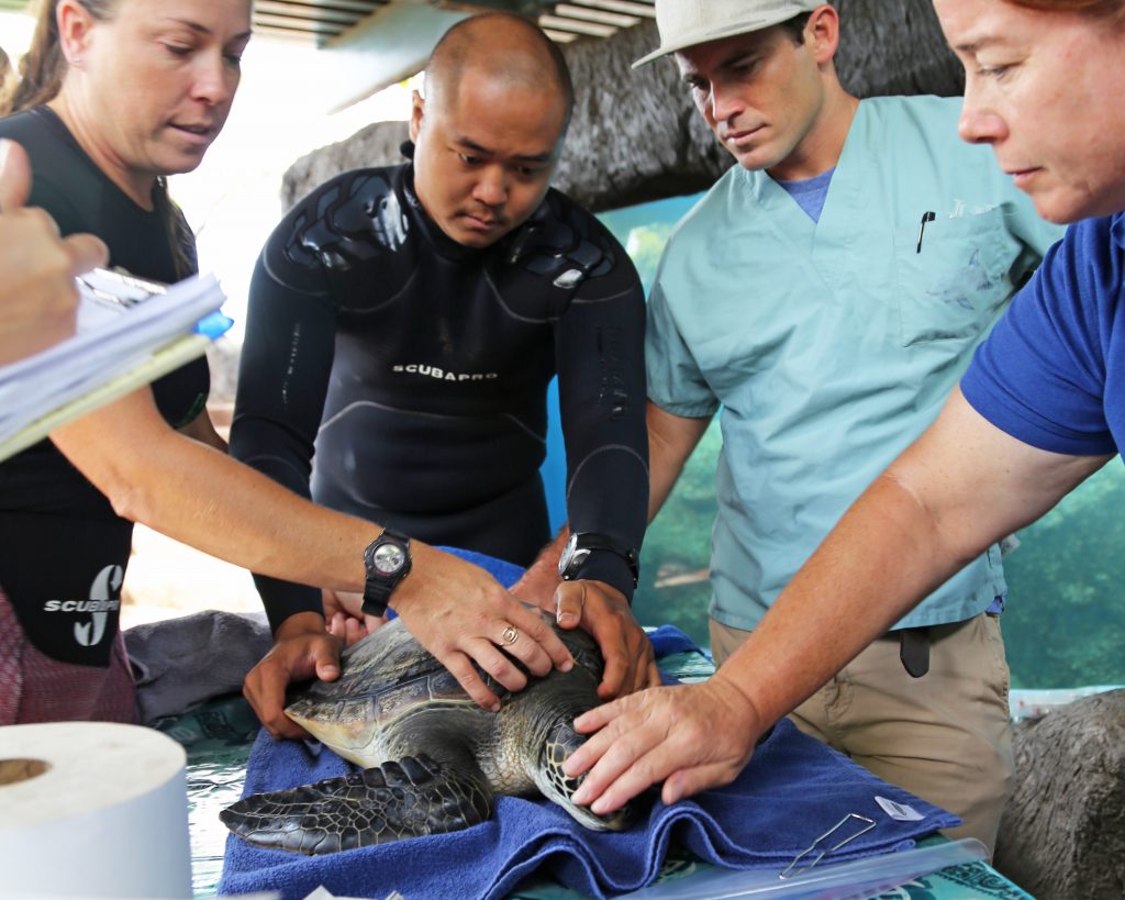 MOC Aquarists with Dr. McCurdy (second to right) and Dr. Doescher (right). Maui Ocean Center, turtle release planned. Maui Ocean Center, turtle release planned.