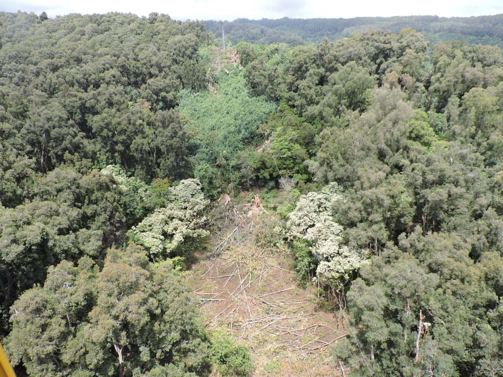 Maui Electric_Keanae Vegetation Management_July 12 2016: As part of this project, crews have been working to clear areas in East Maui where overgrown and dense vegetation were encroaching on electrical lines.