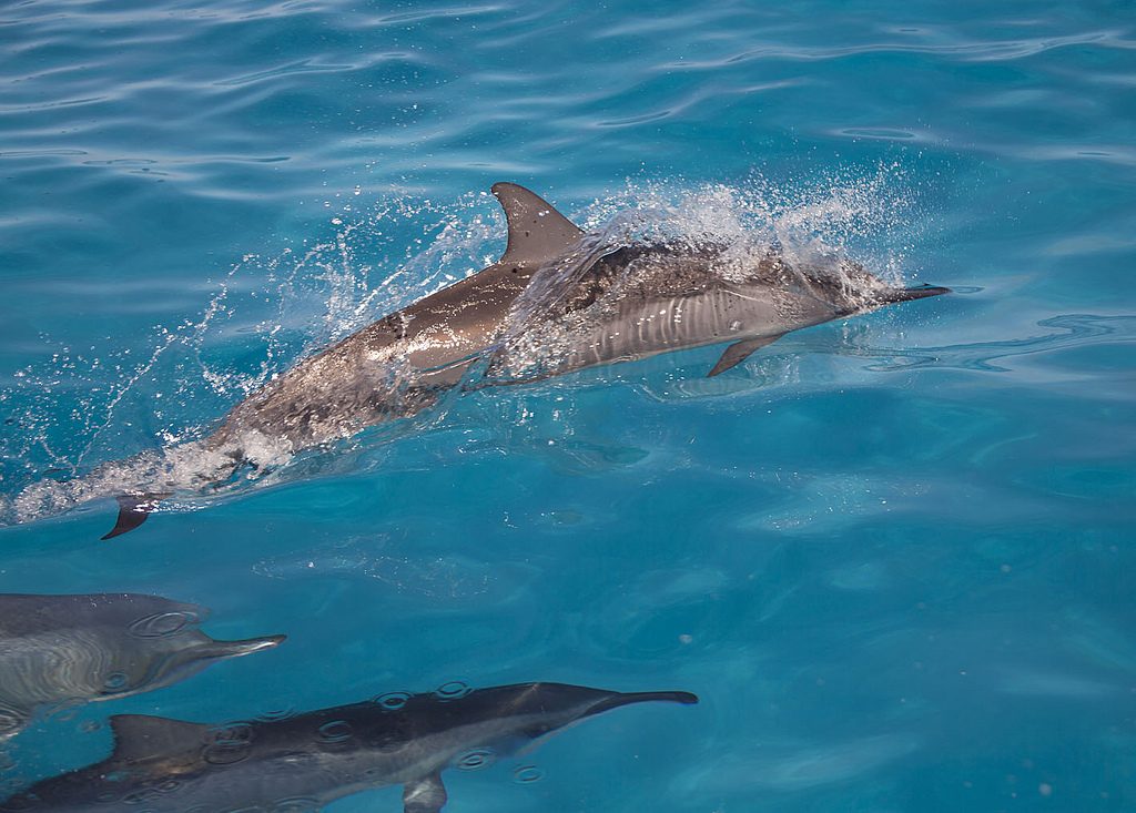 Spinner dolphins Photographer credit: NOAA/Andy Collins