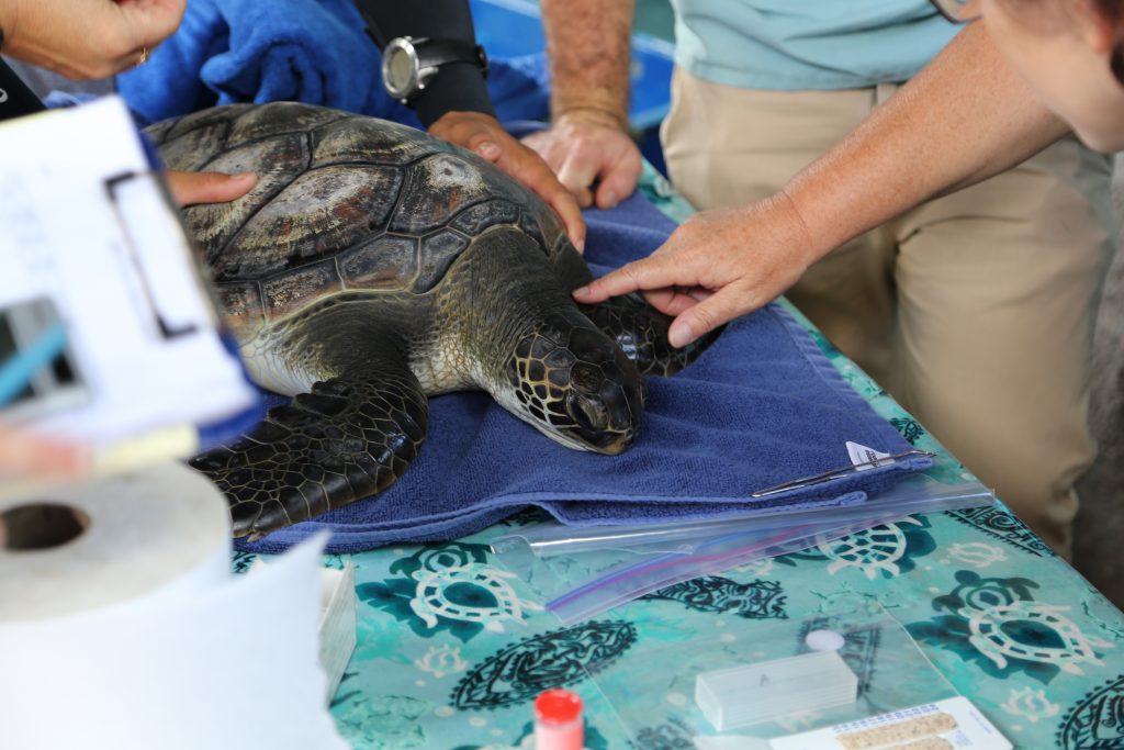 Turtle Checkup