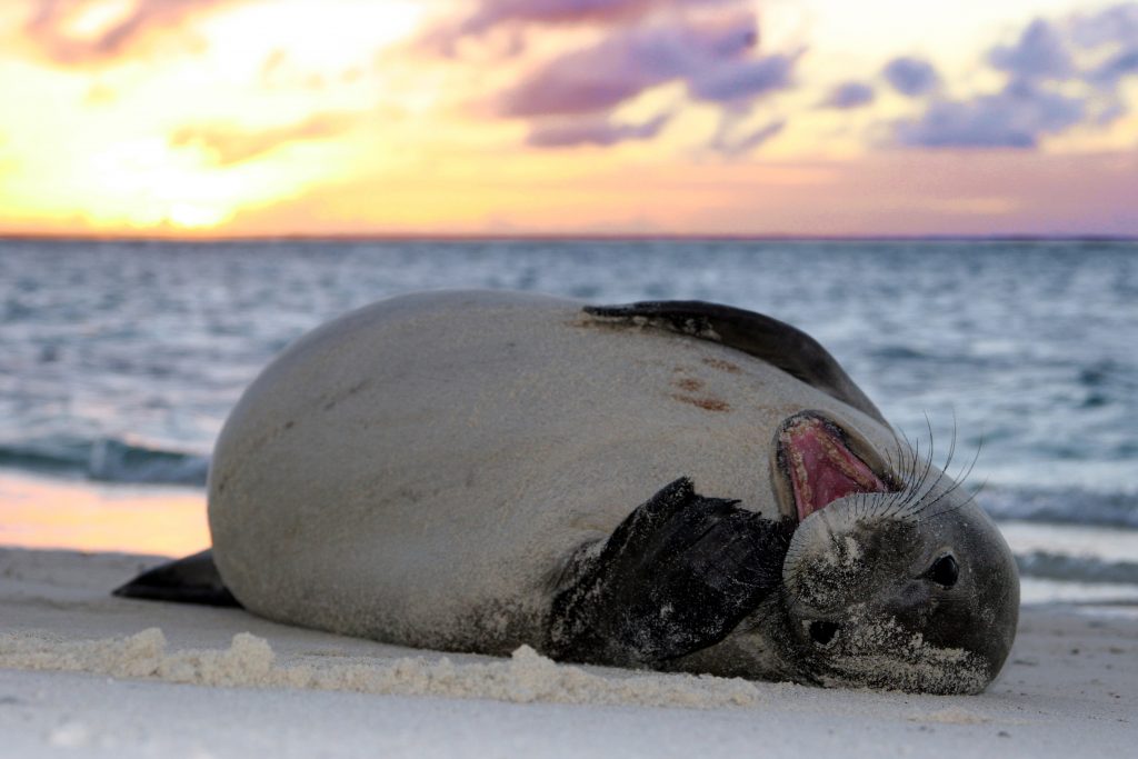 Hawaiian Monk Seal Photographer credit: Mark Sullivan NMFS Permit 10137-07/NOAA