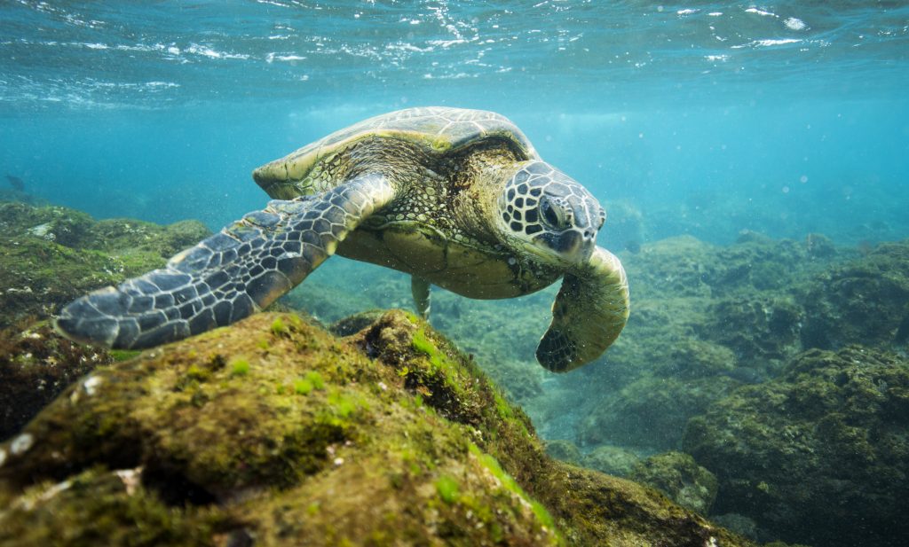 Sea turtle Photographer credit: Lee Gillenwater, The Pew Charitable Trusts