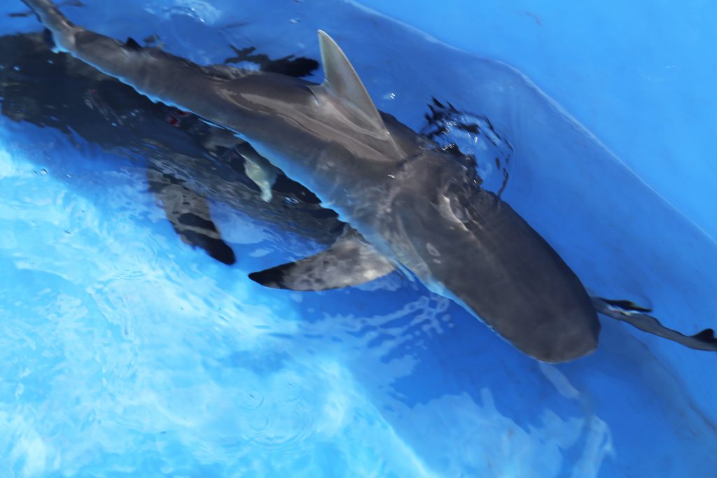 Photo Credit: Maui Ocean Center