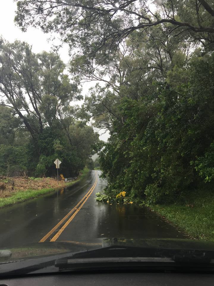 DOWNED TREE KALUANUI RD: 9:18 a.m. 9.3.16 on Kaluanui Rd in Haiku. At 9:14 a.m., the tree was blocking part of the lane heading into Haiku. PC: Nicole Schenfeld