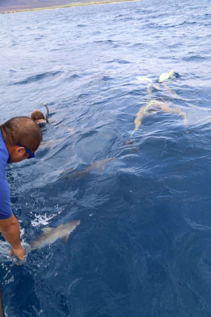 Three pups released. Photo Credit: Maui Ocean Center