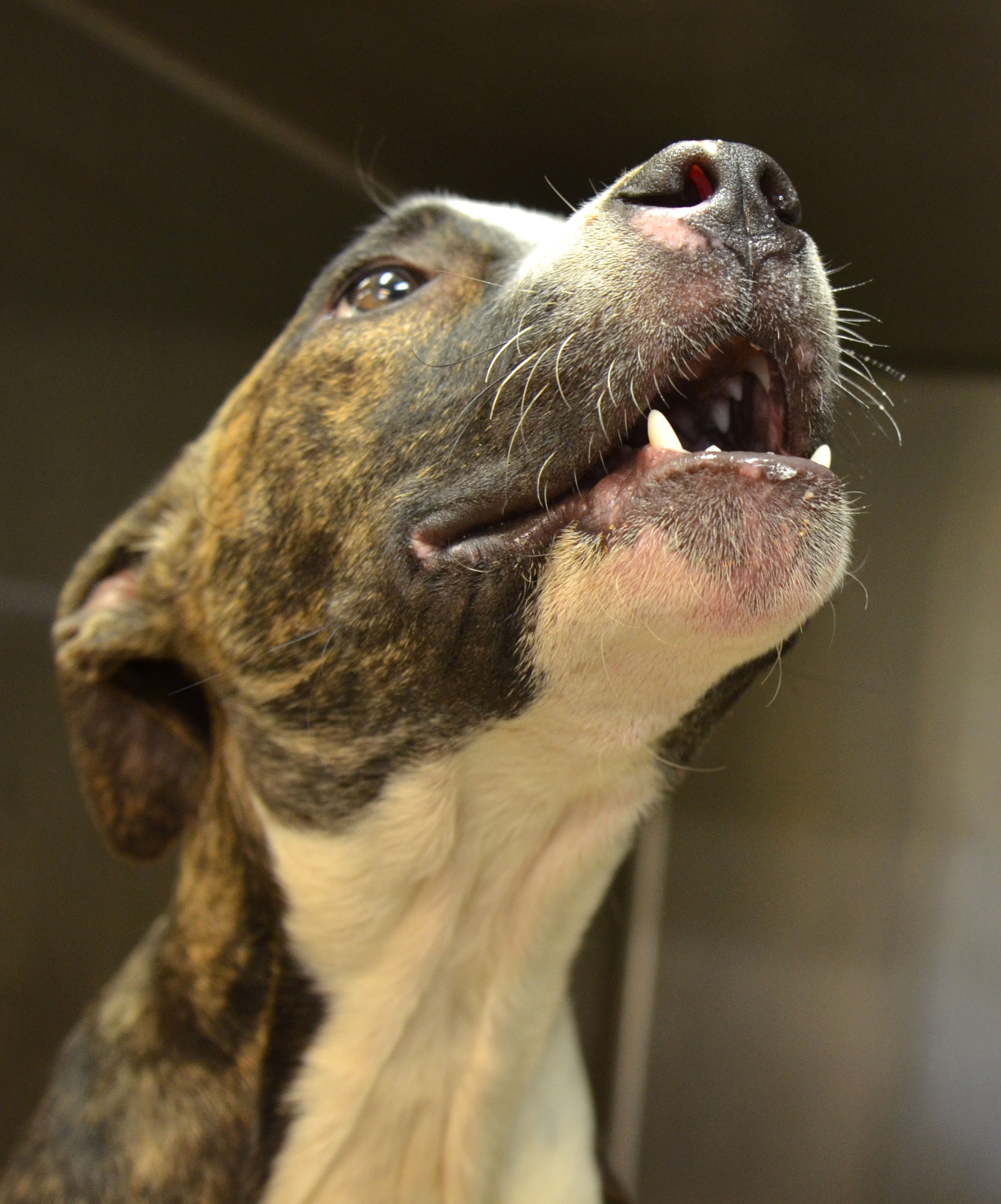 Addie. PC: Maui Humane Society