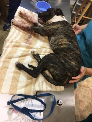 Addie. PC: Maui Humane Society