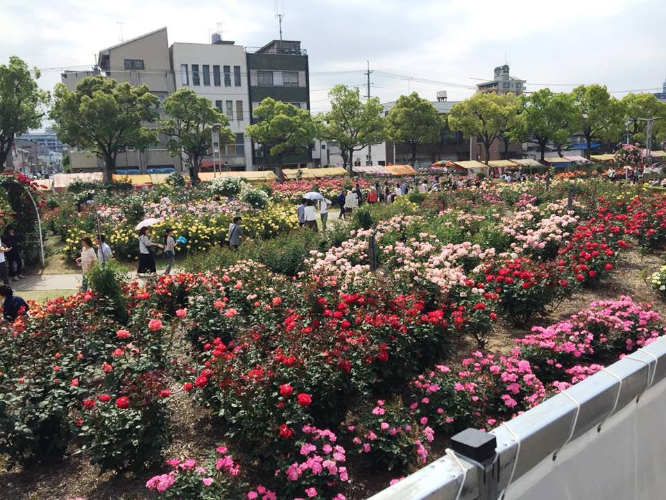 Fukuyama roses. Image courtesy: County of Maui.