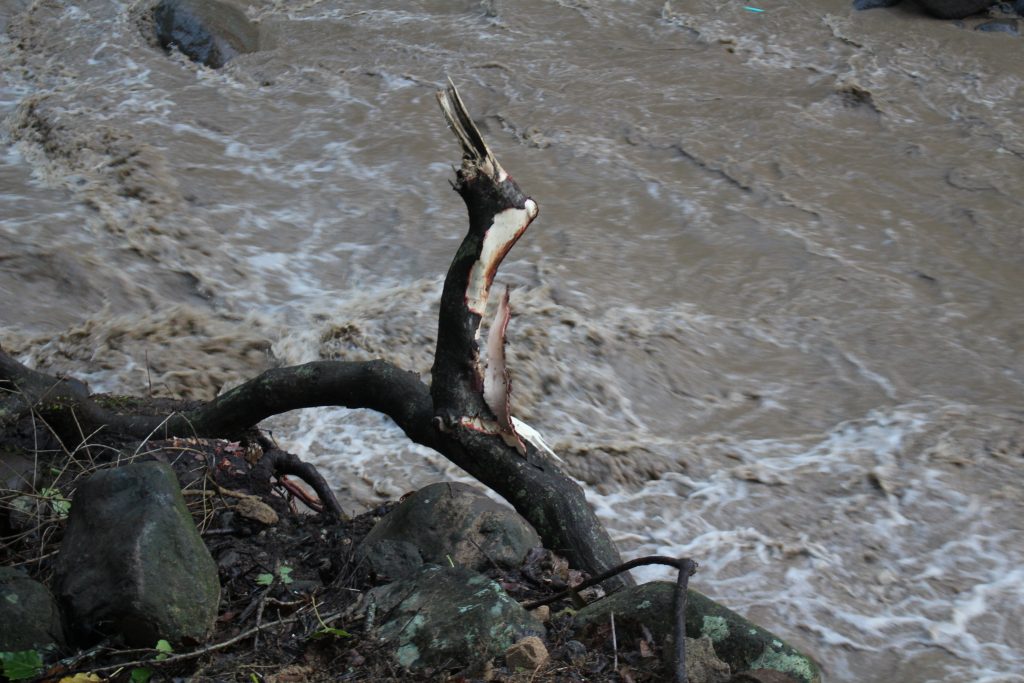 ʻĪao Valley, erosion and flood debris from flash flood. PC: 9.14.16 by Wendy Osher.