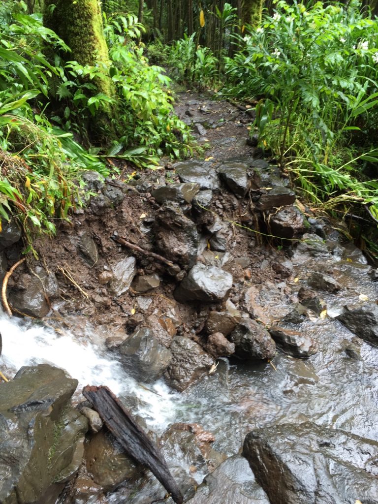 The last 1/2 mile of the Pīpīwai Trail, including the viewpoint for Waimoku Falls, is closed due to downed trees.