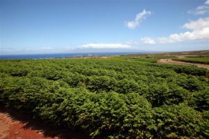 MauiGrown Coffee field, part of a 500-acre estate. Courtesy photo.