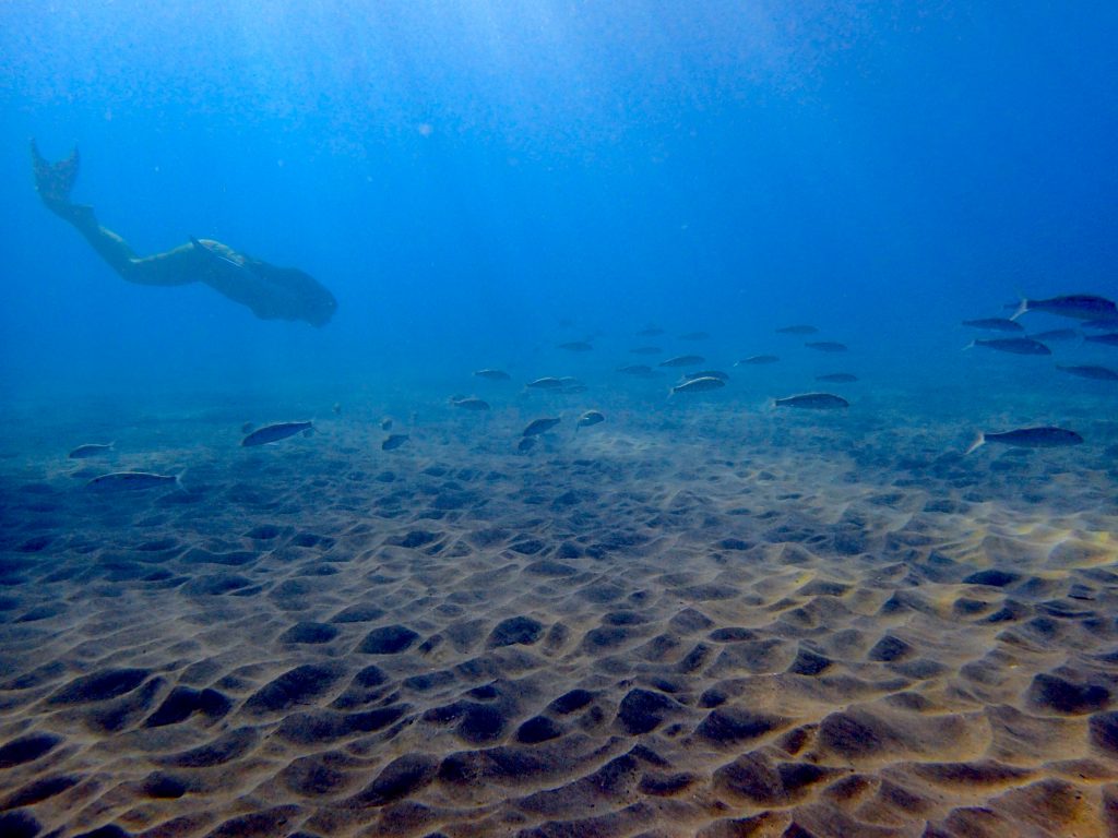 Photo credit: Hawaiʻi Mermaid Adventures