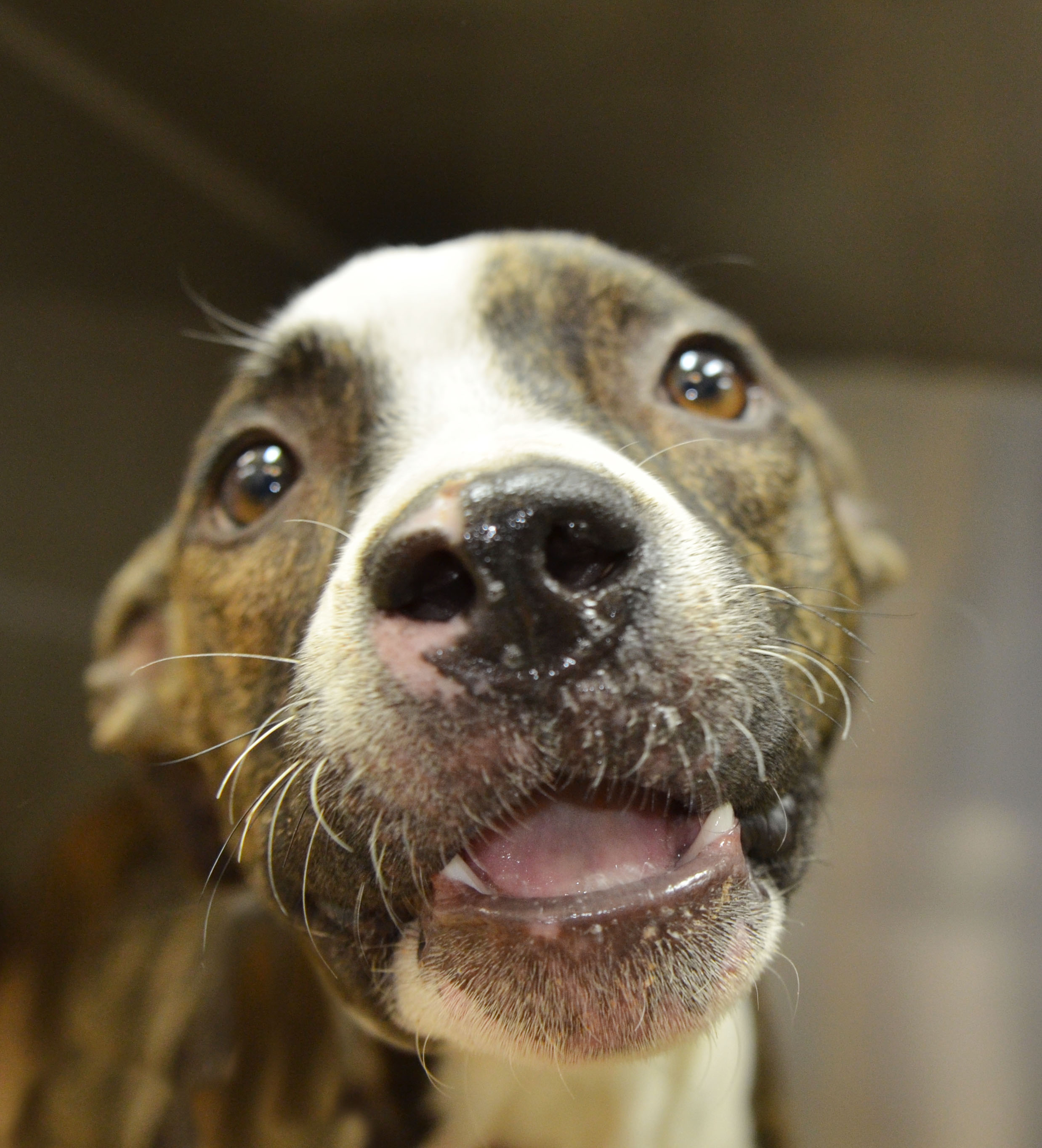 Addie. PC: Maui Humane Society