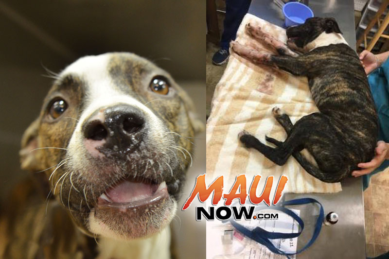 Addie. PC: Maui Humane Society