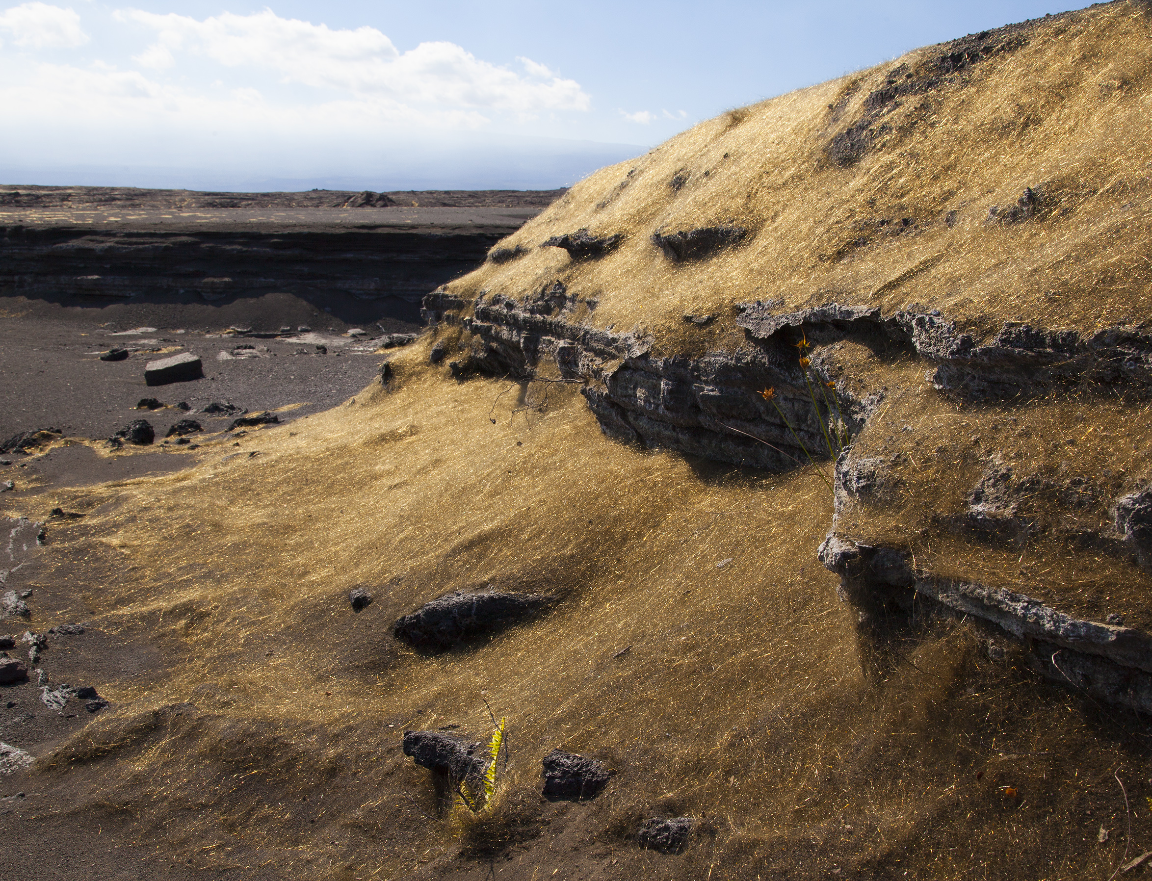 Prevailing trade winds blow much of the Pele’s hair from Kīlauea Volcano’s summit lava lake into the Ka‘ū Desert, where it accumulates against gully walls. USGS photo.
