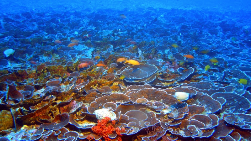 Mesophotic coral ecosystems, such as this one found at 230 feet in Maui's 'Au'au Channel, are populated with many of the same fish species found on shallow reefs.(NOAA and Hawaii Undersea Research Laboratory)