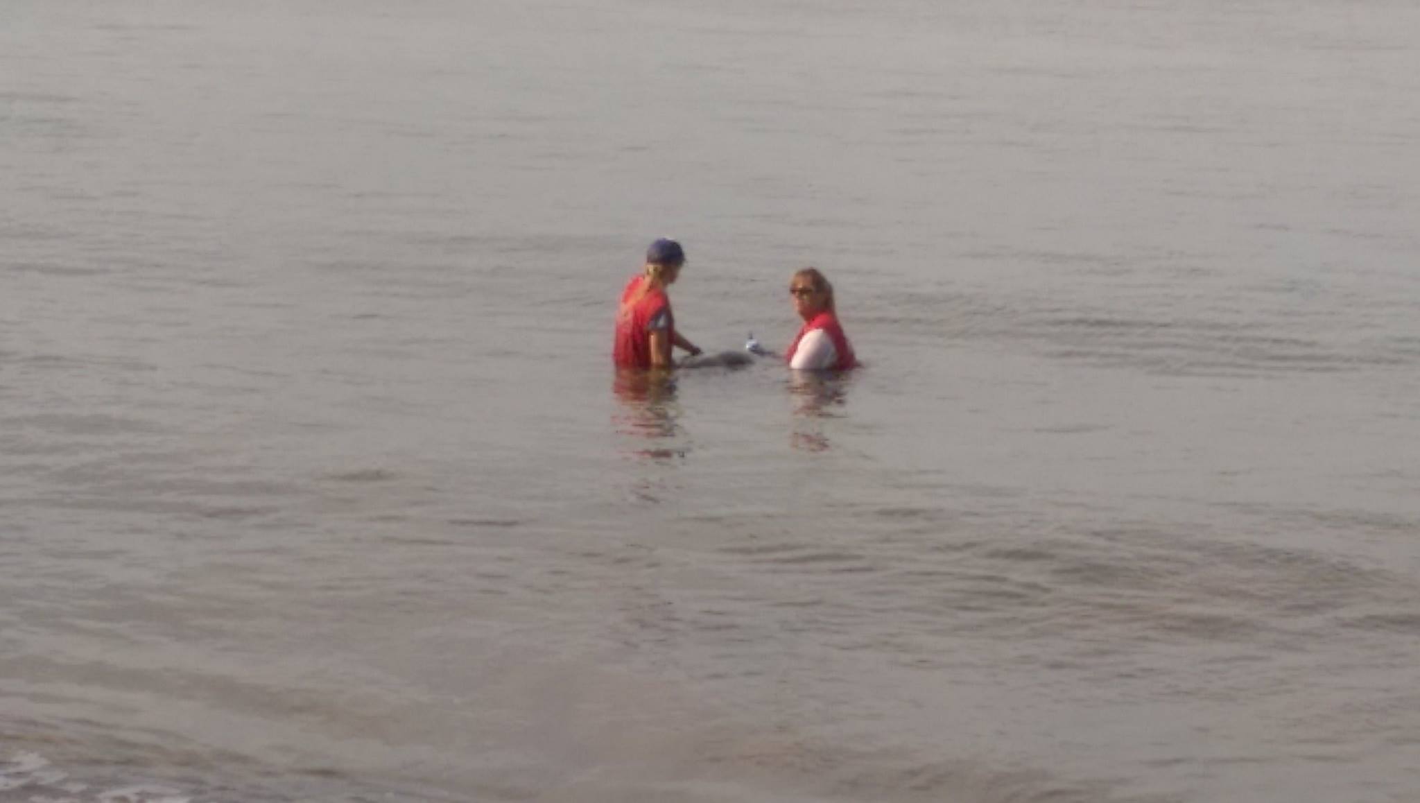 Marine mammal rescue at Sugar Beach in South Maui, 11.22.16. PC: Scot Prince