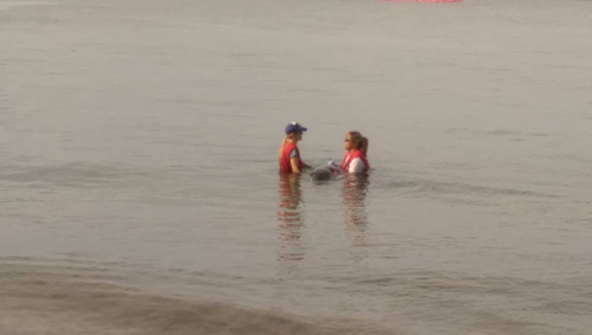 Marine mammal rescue at Sugar Beach in South Maui, 11.22.16. PC: Scot Prince