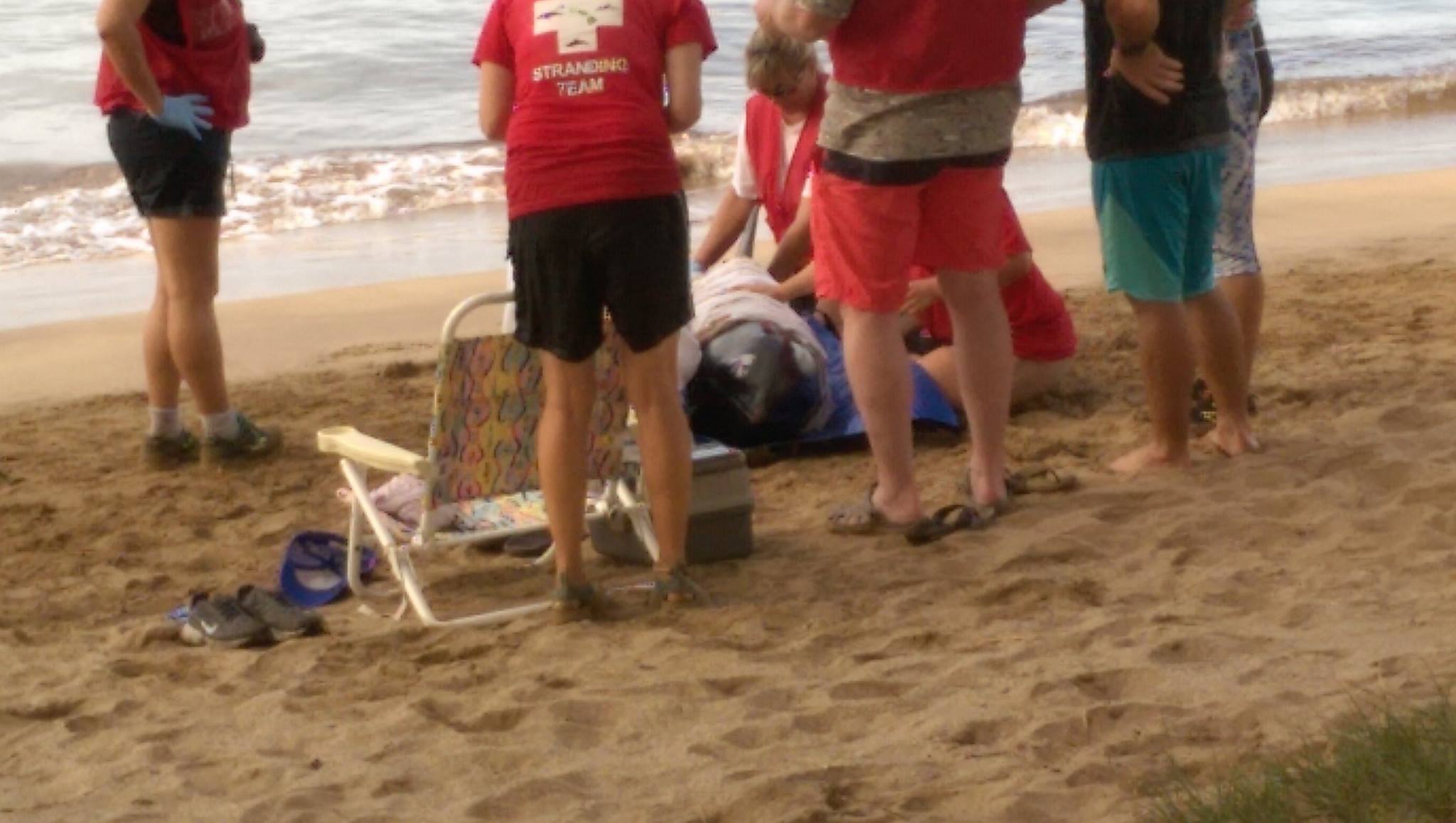 Marine mammal rescue at Sugar Beach in South Maui, 11.22.16. PC: Scot Prince