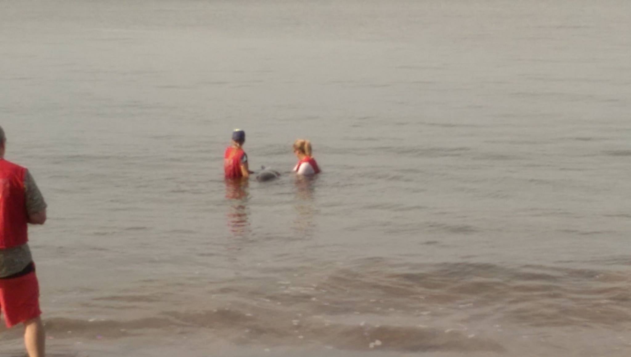 Marine mammal rescue at Sugar Beach in South Maui, 11.22.16. PC: Scot Prince