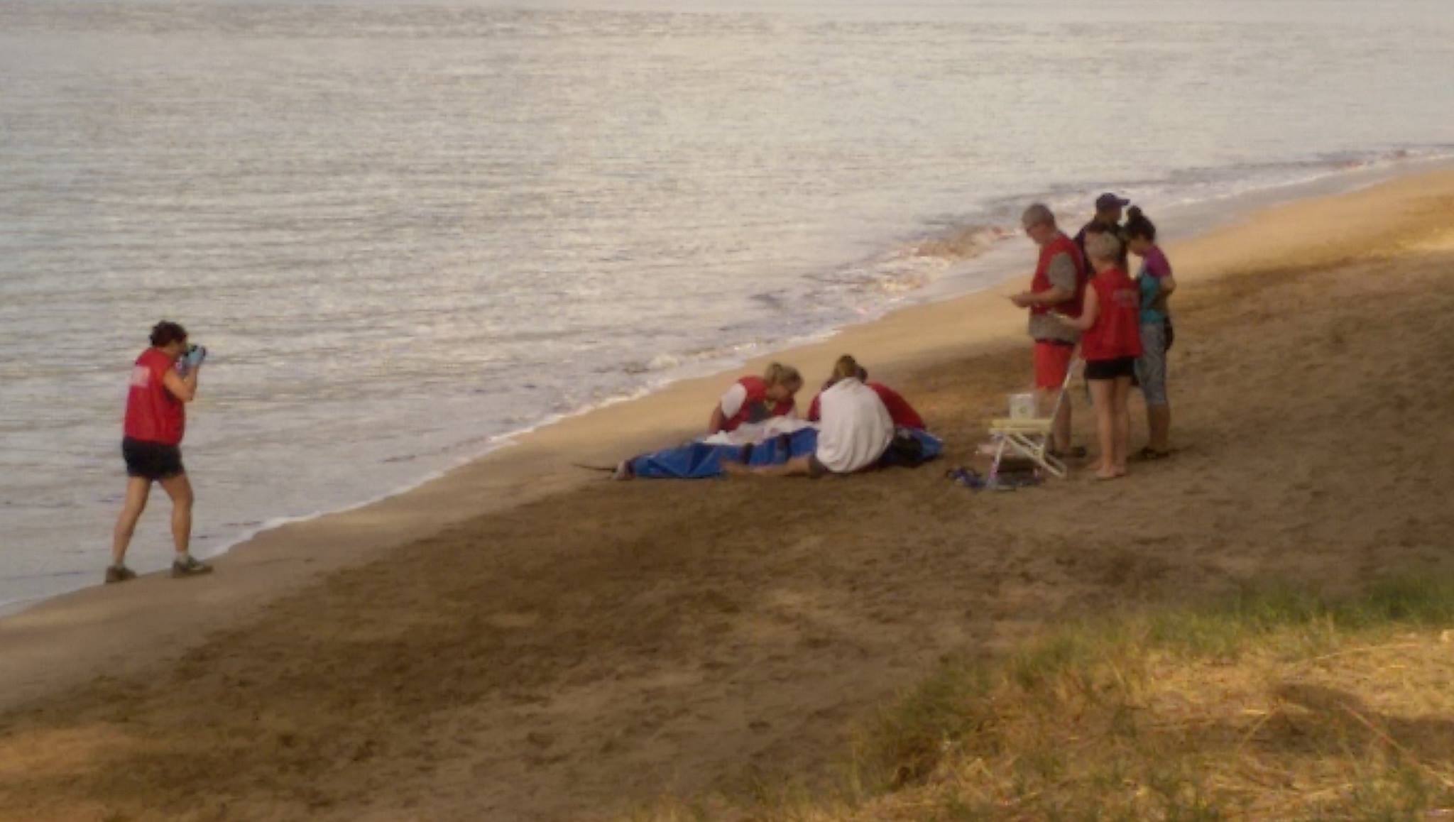 Marine mammal rescue at Sugar Beach in South Maui, 11.22.16. PC: Scot Prince