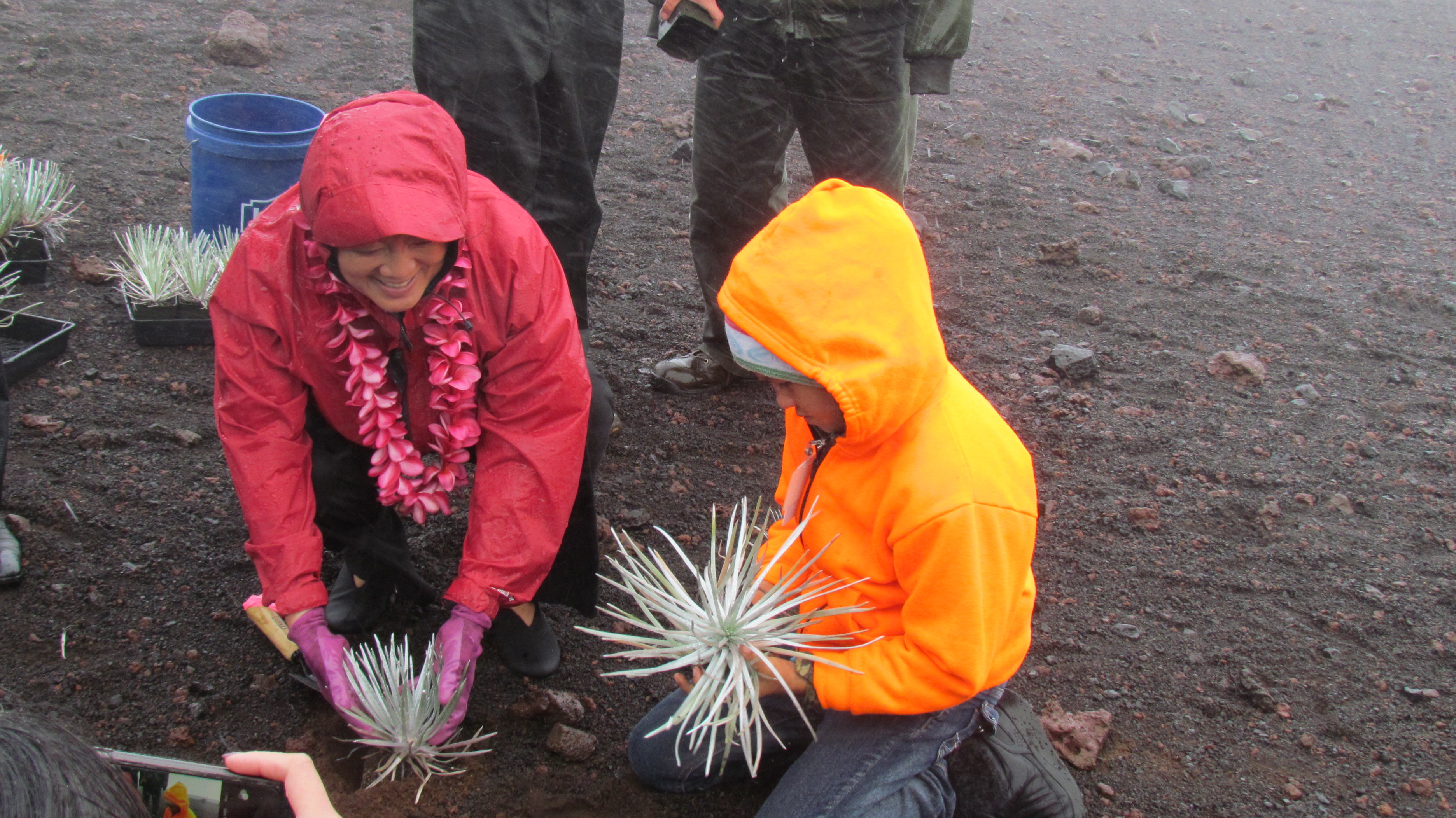 Hirono plants silverswords with local students.