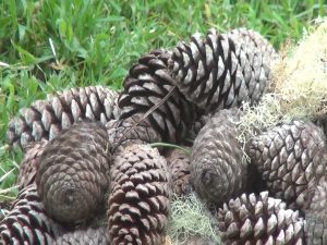 Pine cones from 6,000 feet elevation, for kids to craft into ornaments during the Tree Lighting celebration on Dec. 10. Photo by Kiaora Bohlool.