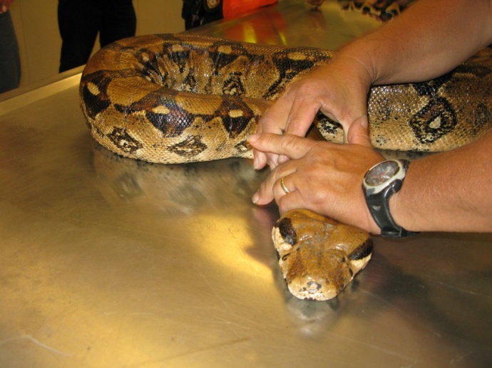 Another Illegal Snake Turned In Under Hawai`i Amnesty | Maui Now ...